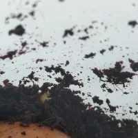 تخم حلزون تازه