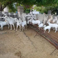 سومال فروشی