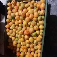 زردآلو زعفرونی