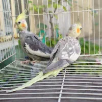 جفت عروس هلندی