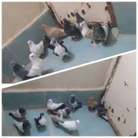 کفتر کار بیست