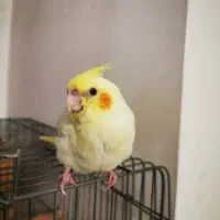 جوجه عروس هلندی