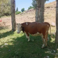 گاو سیمینتال
