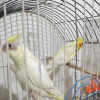 عروس نرکارداده با جوجه