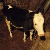 گوساله ماده اصل سیمیتال