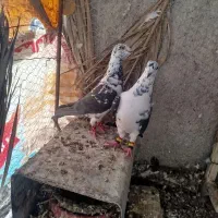 کبوتر|پرنده|شیراز, سینما سعدی|دیوار