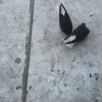 کفتر