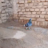 نر قره پولکی
