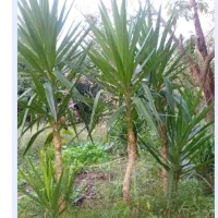 گل یوکا تعداد زیاد