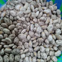 لوبیا چیتی طلای ناب