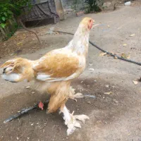 خروس برهما طلایی خاص ۵ ماهه