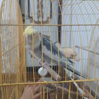 جیکو عروس هلندی نر