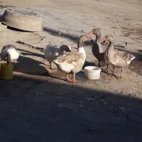 فروش قاز محلی تخم گذار با نژاد خوب