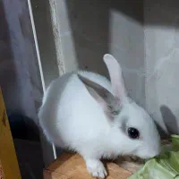 بچه خرگوش