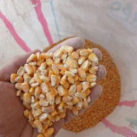 ذرت . .گندم .