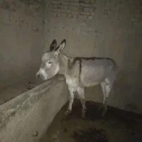 الاغ ماده