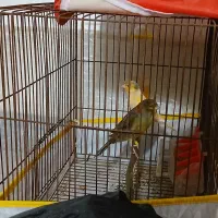 فروش یک جفت قناری