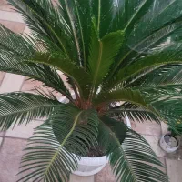 سیکاس
