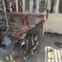 خروس و مرغ الاری