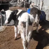 دو عدد گوساله