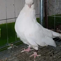 کبوتر نوک قنار