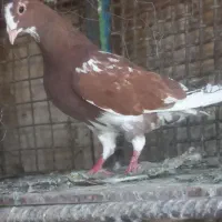 نر پلنگ سرخ