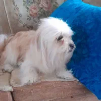 پت خانگی|سگ|سراوان, |دیوار