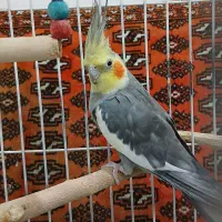 عروس هلندی
