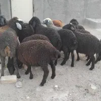 بره نر واسه پراوار