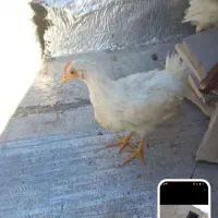 خروس