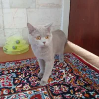 گربه بریتیش