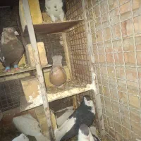 5جفت کفتر