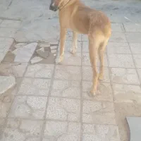 توله سگ هفت هشت ماهه .بااصالت