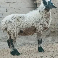 گوسفند