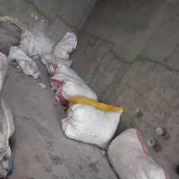 نیازمند دو نفر کارگر ساده