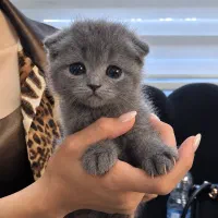 بربتیش و اسکاتش