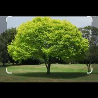 فروش باغ سیب ،زردالو،گیلاس درروستای راژان