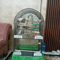 سه عروس هلندی