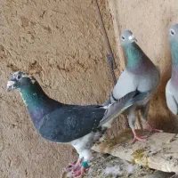 کود کبوتر