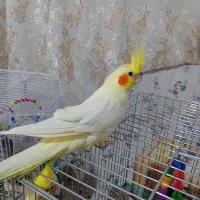 یک جفت عروس هلندی  بالغ
