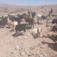 بز مولد