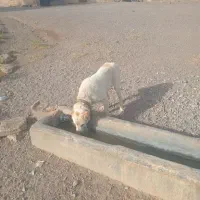 سگ گله