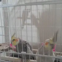 یک جفت عروس هلندی نرو ماره