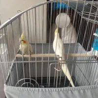 عروس هلندی مولد