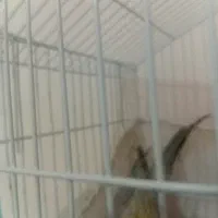 طوطی|پرنده|اسکو, |دیوار