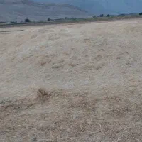 کاه جو|لوازم جانبی حیوانات|مرودشت, نقش رستم|دیوار