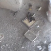 مرغ وجوجه