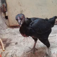 مرغ لاری افغان اصل تخم گذار