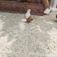 کبوتر کفتر
