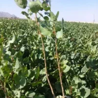 نهالستان برند